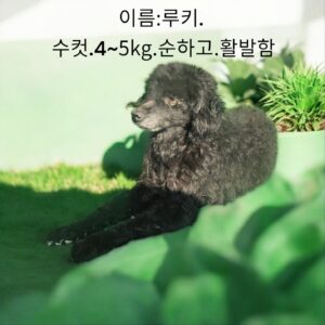 성주유기동물보호센터에서 02월 04일 발견해서 보호하고 있는 강아지 정보.