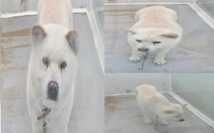 서산시 동물보호센터에서 보호중인 유기된 강아지입니다.