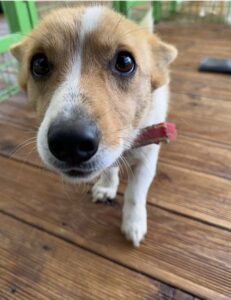 군산유기동물보호센터에서 02월 03일 발견해서 보호하고 있는 강아지 정보안내.