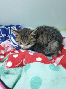 삼산종합동물병원에서 보호중인 유기된 고양이안내.