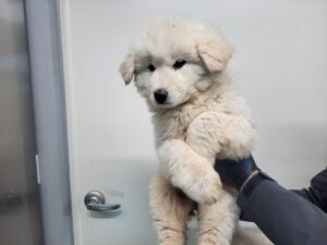 고양시동물보호센터에서 02월 04일 발견해서 보호하고 있는 강아지 정보안내.