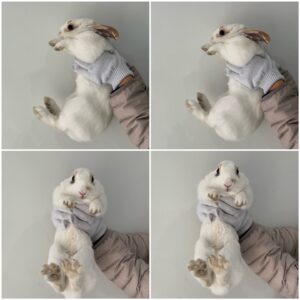 천안시 동물보호센터에서 보호하고 있는 유기된 동물안내.