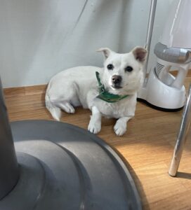 사천시 동물보호센터에서 보호하고 있는 유기된 강아지안내합니다.