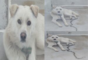 서산시 동물보호센터에서 02월 04일 발견해서 보호하고 있는 강아지 정보.