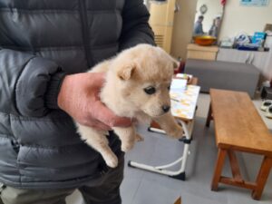 금왕동물병원에서 02월 04일 발견해서 보호하고 있는 강아지 정보안내.