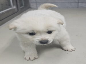 원주시동물보호센터에서 보호중인 유기된 강아지안내드립니다.