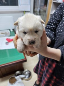 영광동물보호센터에서 보호하고 있는 유기된 강아지정보.