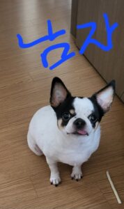 평택시유기동물보호소에서 02월 05일 발견해서 보호하고 있는 강아지 정보안내.
