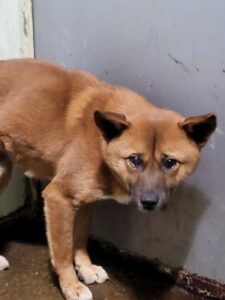 평택시유기동물보호소에서 02월 05일 발견해서 보호하고 있는 강아지 정보입니다.