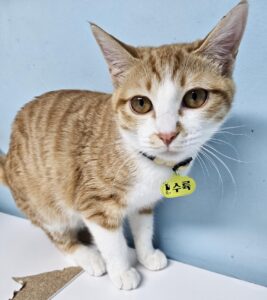 고양이보호분양센터에서 보호중인 유기된 고양이안내합니다.