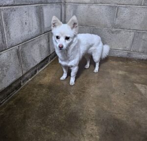 군산유기동물보호센터에서 02월 04일 발견해서 보호하고 있는 강아지 정보안내.