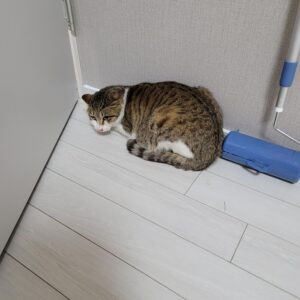 평택시유기동물보호소에서 02월 05일 발견해서 보호하고 있는 고양이 정보입니다.
