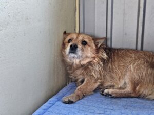 (사)영일동물플러스에서 02월 05일 발견해서 보호하고 있는 강아지 정보입니다.