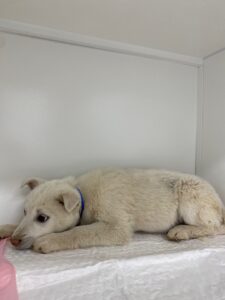 구미시 동물보호센터에서 02월 04일 발견해서 보호하고 있는 강아지 정보입니다.
