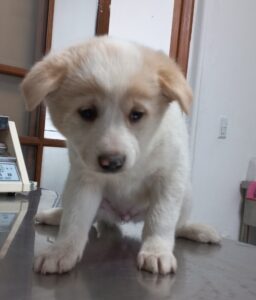 완주군유기동물보호소에서 02월 05일 발견해서 보호하고 있는 강아지 정보.