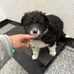 강릉시 동물사랑센터에서 02월 05일 발견해서 보호하고 있는 강아지 정보안내.