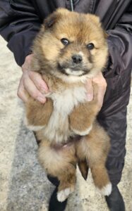 창녕 유기동물보호소에서 보호하고 있는 유기된 강아지소개합니다.