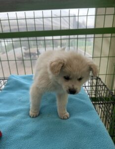 군산유기동물보호센터에서 02월 05일 발견해서 보호하고 있는 강아지 정보안내.