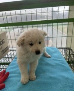 군산유기동물보호센터에서 02월 05일 발견해서 보호하고 있는 강아지 정보입니다.