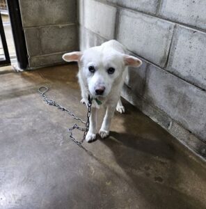 군산유기동물보호센터에서 보호하고 있는 유기된 강아지안내합니다.