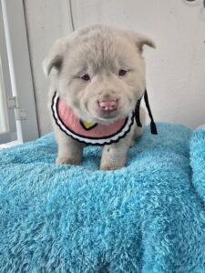 밀양시 동물보호센터에서 보호중인 유기된 강아지안내합니다.