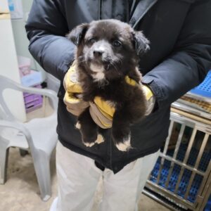 평택시유기동물보호소에서 보호하고 있는 유기된 강아지안내드립니다.
