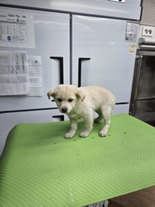 신공항동물병원에서 02월 06일 발견해서 보호하고 있는 강아지 정보.