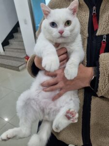 반려동물보호센터에서 보호중인 유기된 고양이소개합니다.