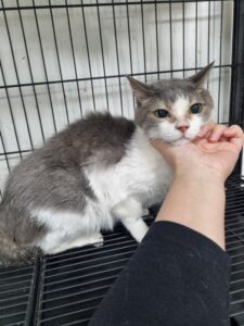 반려동물보호센터에서 02월 06일 발견해서 보호하고 있는 고양이 정보.