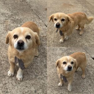 당진시동물보호소에서 보호중인 유기된 강아지안내드립니다.