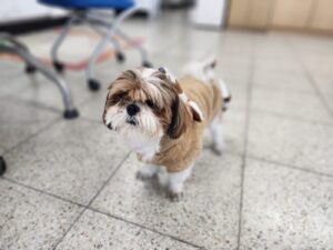 칠곡유기동물보호센터에서 02월 06일 발견해서 보호하고 있는 강아지 정보안내.