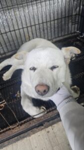 우리동물병원에서 02월 07일 발견해서 보호하고 있는 강아지 정보입니다.