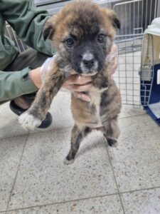 반려동물보호센터에서 보호중인 유기된 강아지소개합니다.