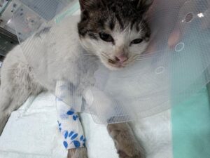 24시아이동물메디컬에서 02월 07일 발견해서 보호하고 있는 고양이 정보.