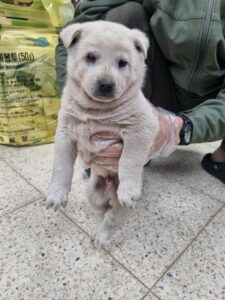 반려동물보호센터에서 보호중인 유기된 강아지입니다.