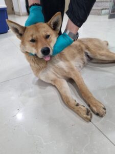 반려동물보호센터에서 02월 07일 발견해서 보호하고 있는 강아지 정보.