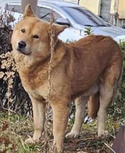 목포시유기동물보호소에서 보호중인 유기된 강아지정보.