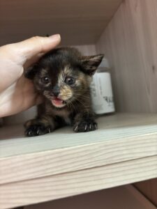 영광동물보호센터에서 02월 07일 발견해서 보호하고 있는 고양이 정보입니다.