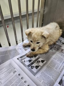 영광동물보호센터에서 02월 07일 발견해서 보호하고 있는 강아지 정보안내.