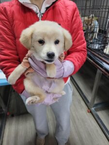 영광동물보호센터에서 02월 08일 발견해서 보호하고 있는 강아지 정보.