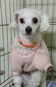 대구유기동물보호협회에서 보호중인 유기된 강아지정보.