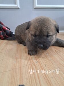 옥천동물병원에서 보호중인 유기된 강아지입니다.