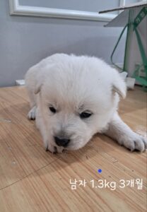 옥천동물병원에서 보호중인 유기된 강아지소개합니다.