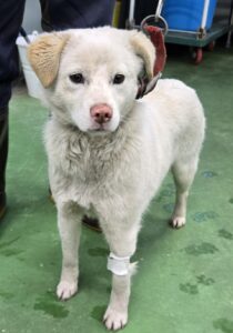 제천시 동물보호센터에서 보호중인 유기된 강아지안내드립니다.