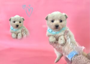 (사)영일동물플러스에서 보호하고 있는 유기된 강아지안내.