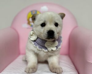 창원유기동물보호소에서 02월 08일 발견해서 보호하고 있는 강아지 정보안내.