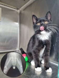 반려동물보호센터에서 02월 08일 발견해서 보호하고 있는 고양이 정보.