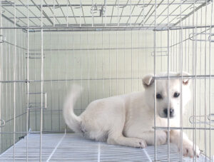 위더스 동물보호센터에서 02월 08일 발견해서 보호하고 있는 강아지 정보입니다.