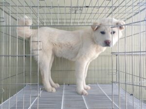 위더스 동물보호센터에서 보호중인 유기된 강아지정보.