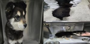 서산시 동물보호센터에서 보호하고 있는 유기된 강아지안내.
